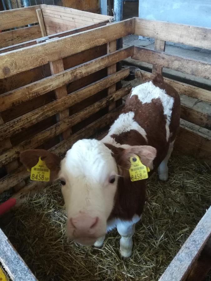 Ferienhof Schaubmeier Klaffer am Hochficht Zewnętrze zdjęcie